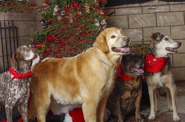 Petey, Leo, Grover & Jersey