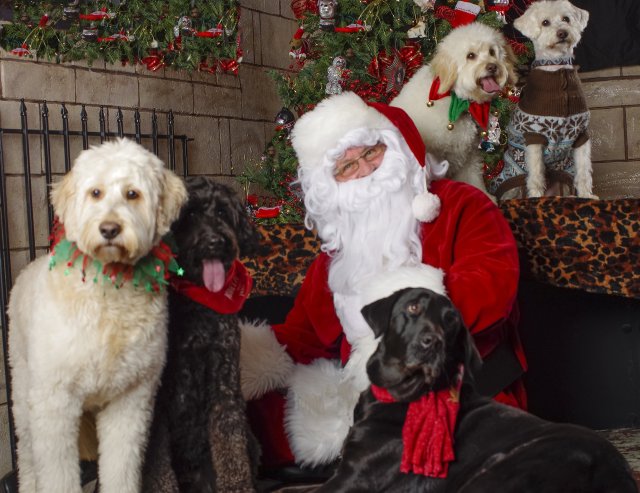 Maui, Benny, Chester, Abby & Apollo