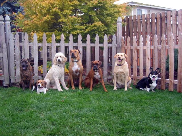 Le Pet Concierge Gang Oct 2005